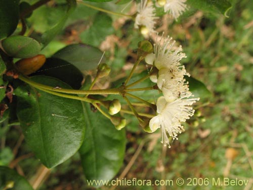 Myrceugenia exsucca의 사진